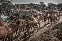 130 - CAMELS GOING BACK - XU XIAOMEI - china